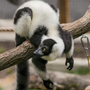 Brandywine Zoo