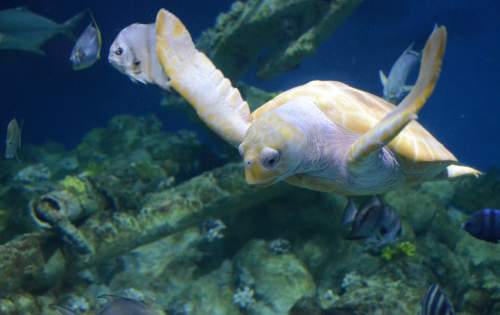 NC Aquarium at Pine Knoll Shores