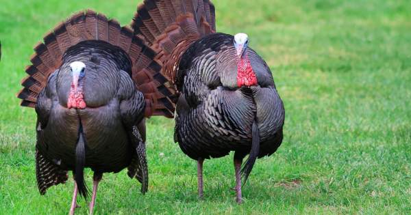 Calling in the Wild: Spring Turkey Season in Grayling, Michigan
