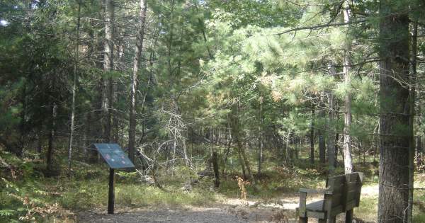The 130-Year-Old Tree Experiment Hiding in Northern Michigan