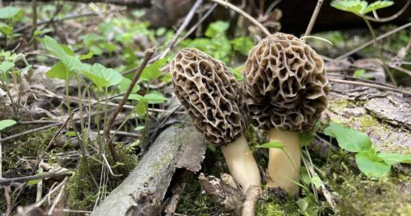 Morel Mushroom Hunting in Grayling, Michigan After the Ice Storm: What You Need to Know