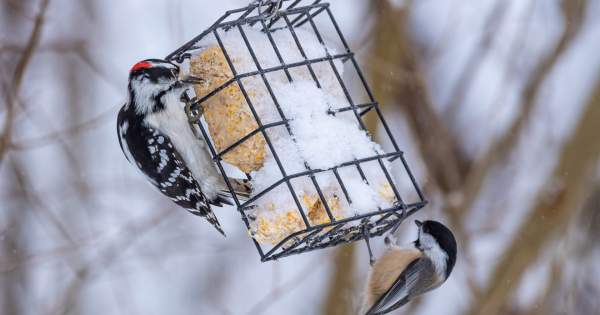 Winter Bird Feeding Tips