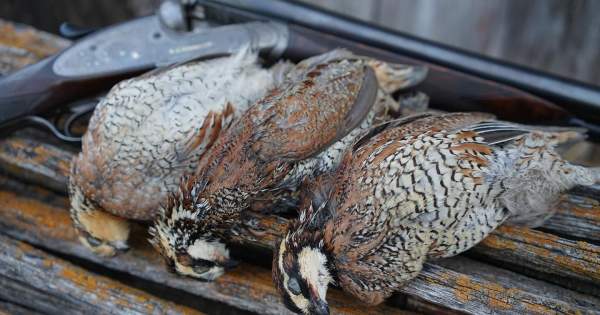 Hunting Grouse in Grayling