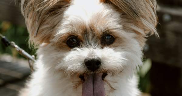 Pet Friendly Lodging in and Around Grayling, MI  Where to stay with your Furry Friend