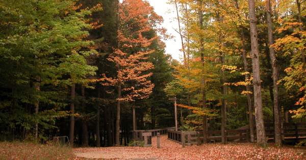 A Scenic Northern Michigan Fall Color Drive: The Grayling–Torch Lake–Lake City Loop