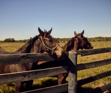 Horses at Mill Ridge