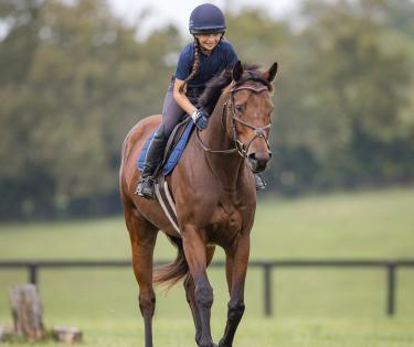 Adoptable Thoroughbred