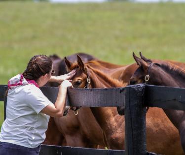 Say hay-llo to foals on a tour at Airdrie Stud