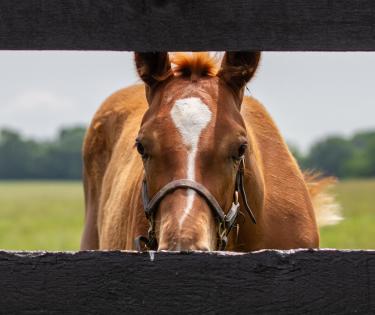 Airdrie Stud