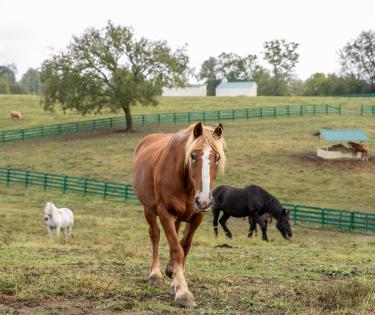 BraveHearts Equine Center