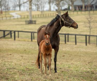 Denali Stud Mares and Foals