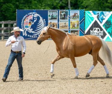 Double Dan Horsemandship