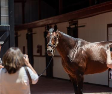 Gainesway Farm Tour