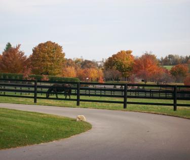 Kentucky Horse Country