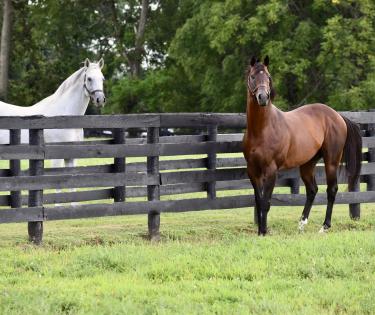 Airdrie Horses