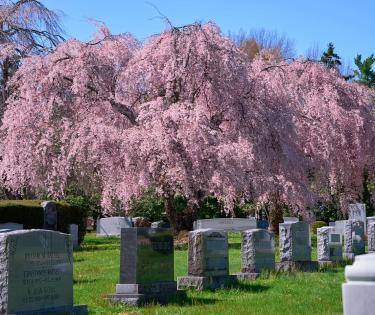 Cherry Blossom Trees at Lexington Cemetery