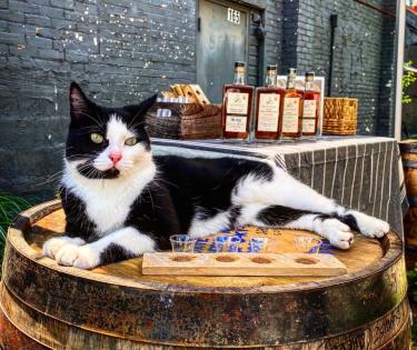 Distillery Cat