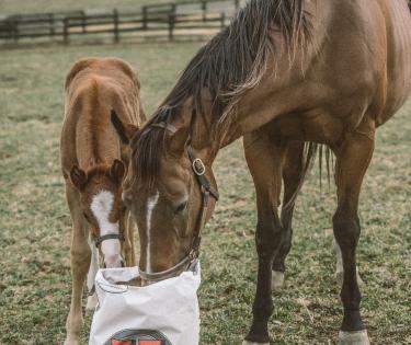 Hallway Feeds Horses