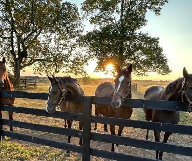 Horses by the Fence