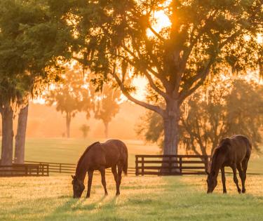 Horses Enjoy the Morning