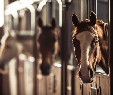 Thoroughbred horses peer out of the stalls