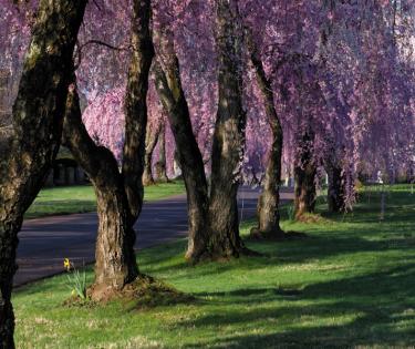 Lexington Cemetery