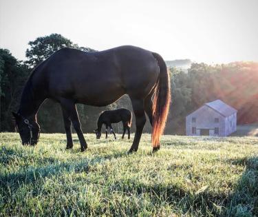 Runnymeade Horses Sunset