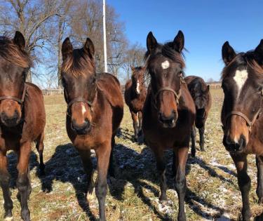 Runnymeade Yearlings