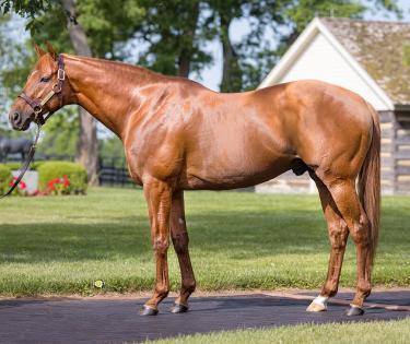 Three Chimneys Stallion