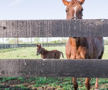 WinStar Mom and Baby