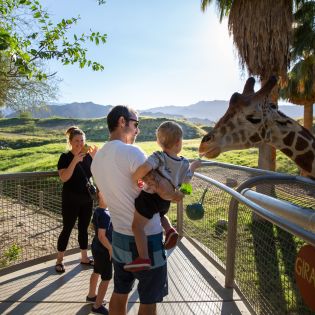 Giraffe feeding at The Living Desert Zoo and Gardens