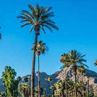 Scenic palm trees and blue skies.