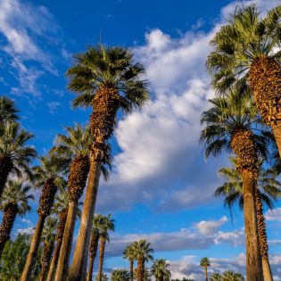 Blue skies, clouds and palm trees in Greater Palm Springs.