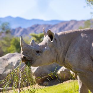 Rhino eating grass at The Living Desert