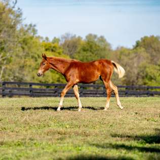 The Lane Report: The Bluegrass beckons – and visitors are answering in record numbers