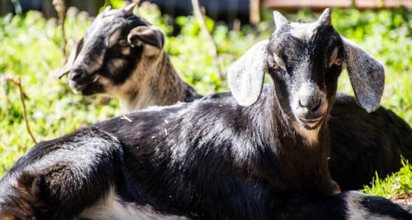Moses Mill Goats