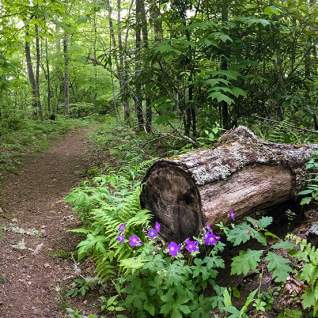 Pinnacle Park Trail