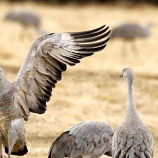Cranes