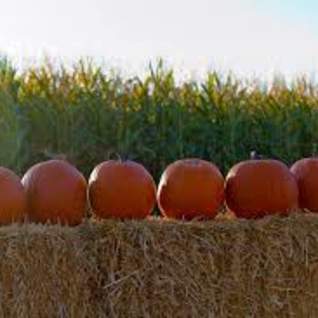 Jaker’s Jack-O-Lanterns