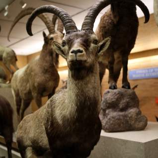 BYU Monte L. Bean Museum
