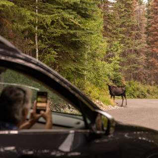 Alpine Loop Moose