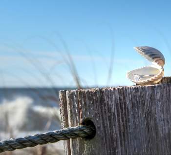 Shell on fence post by the ocean
