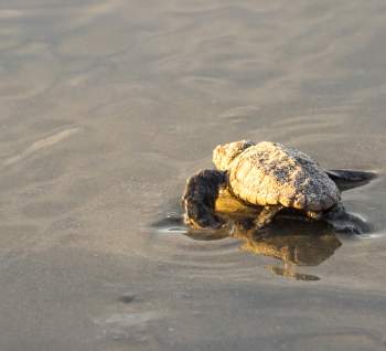 Loggerhead Sea Turtle Hatchling Making its way to the Ocean