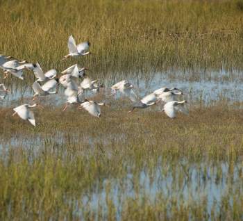 A flock of White Ibis in flight