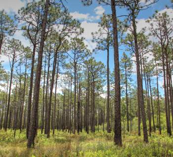 View of tall longleaf pine trees standing in an open savanna landscape at Green Swamp Preserve, with scattered clouds visible through the treetops.