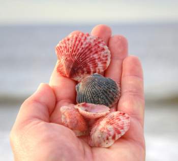 Scallop shells collected on the beaches of North Carolina's Brunswick Islands