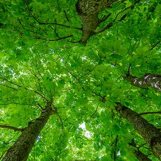 Art for the People: Poet-Tree