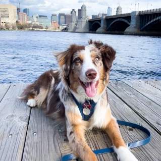 Dog Friendly