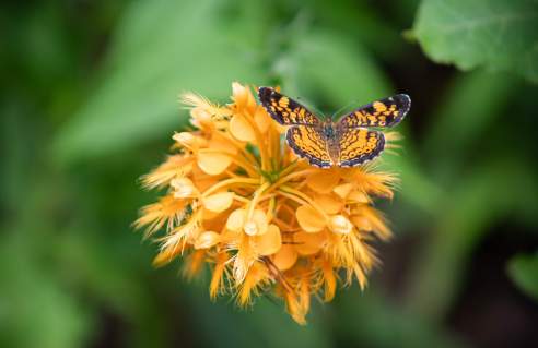 Yellow fringed orchid