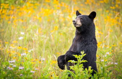 Black Bear Cades Cove